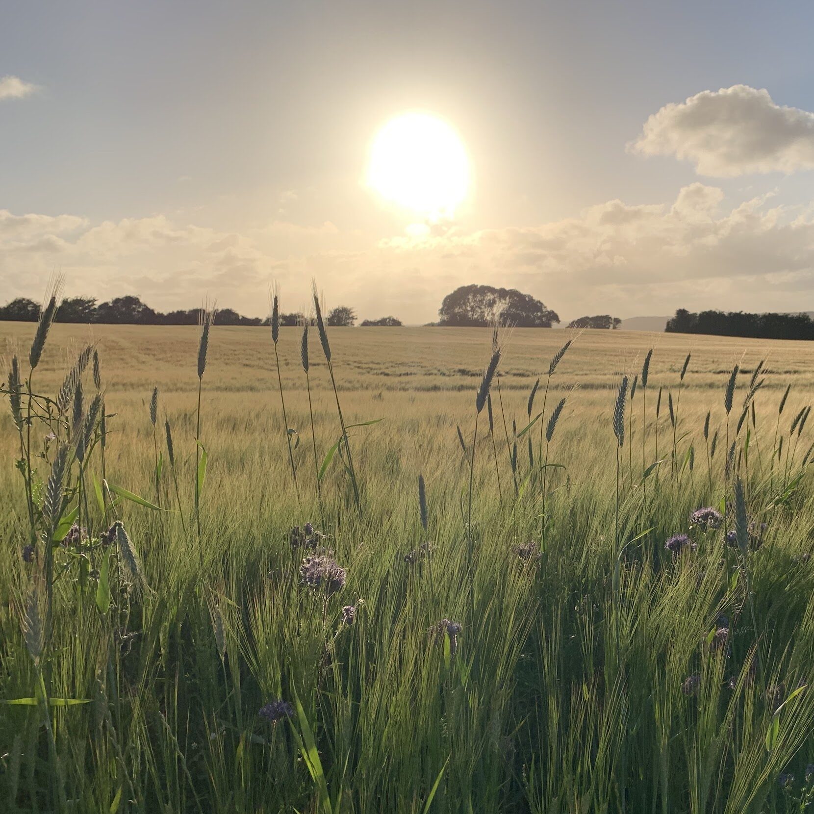 Udsigt over mark med stor sol