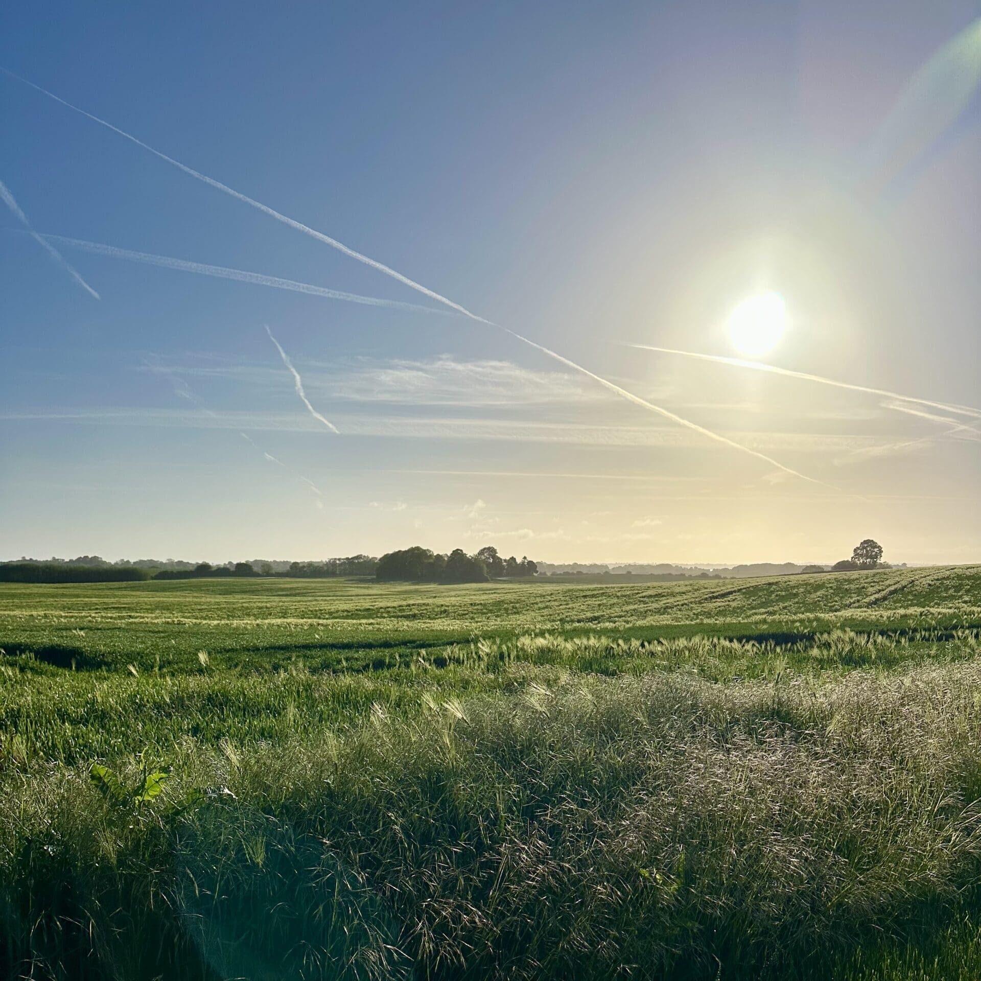 Grøn mark med sol på himlen